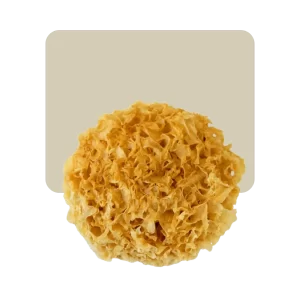 hongos desecados de pino 25gr
