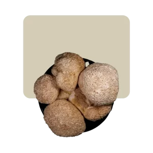 hongos desecados melena de león 25gr