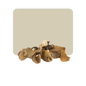 hongos maitake 25gr