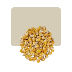 maiz amiláceo entero 500gr