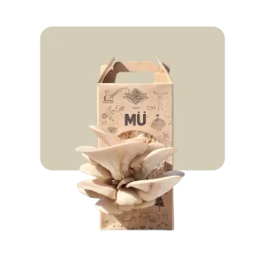 mu kit autocultivo de hongos