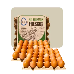 coeco huevo pastoril maple